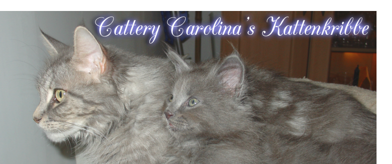 Cattery&nbsp;Carolina&rsquo;s Kattenkribbe